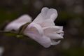Magnolia stellata Rosea-15 Magnolia gwiaździsta
